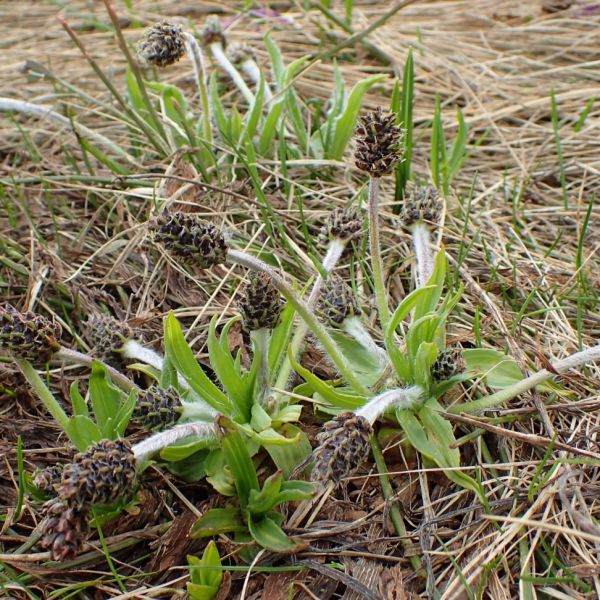 Dark Plantain – Plantago atrata