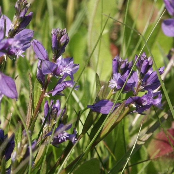 Common Milkwort – Polygala vulgaris