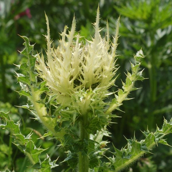 Spiniest Thistle – Cirsium spinosissimum