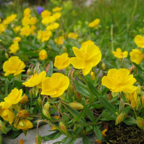 Sunrose – Helianthemum