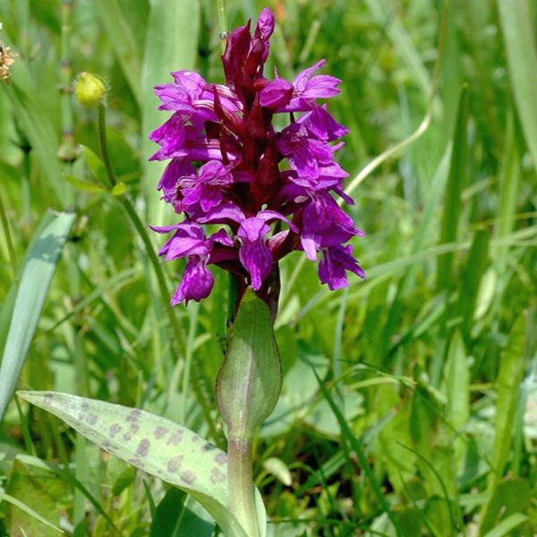Marsh Orchid – Dactylorhiza majalis