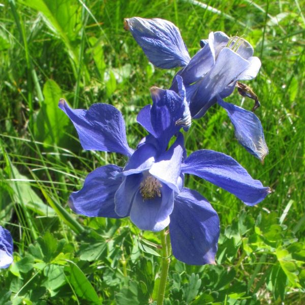 Breath of God – Aquilegia alpina