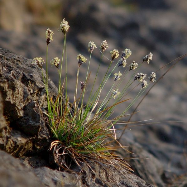 Blue Moor-Grass – Sesleria caerulea