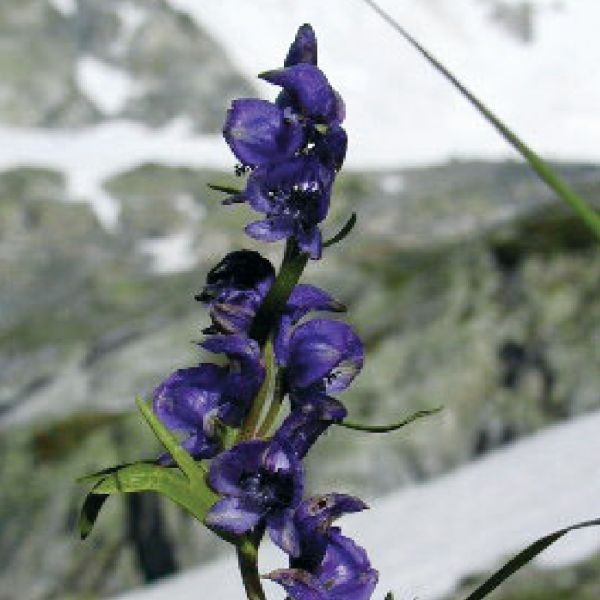 Wolfsbane – Aconitum napellus
