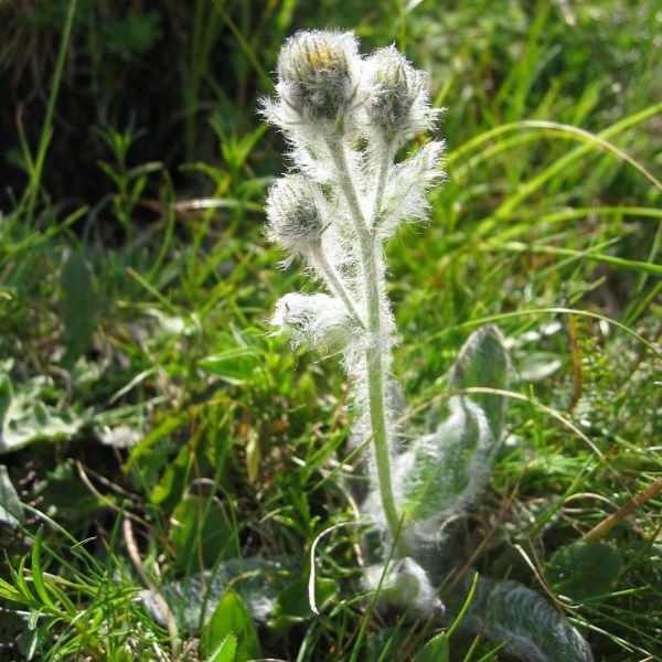 Shaggy Hawkweed – Hieracium villosum