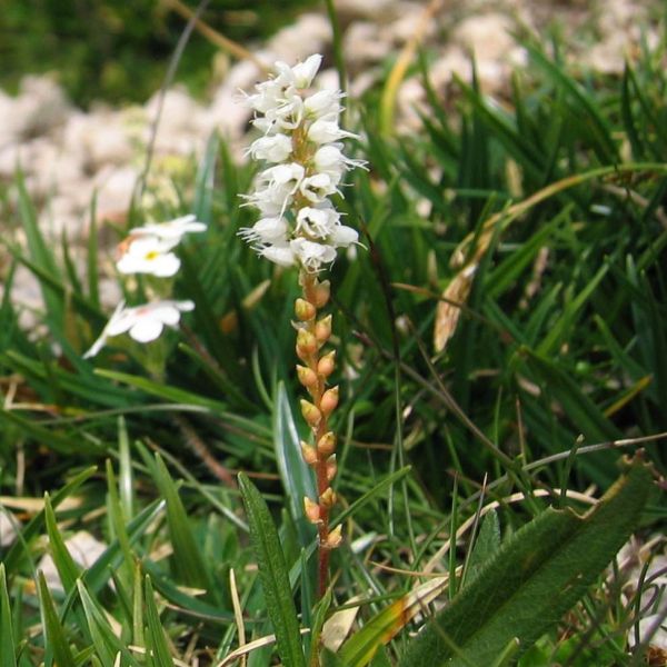 Alpine Bistort – Bistorta vivipara