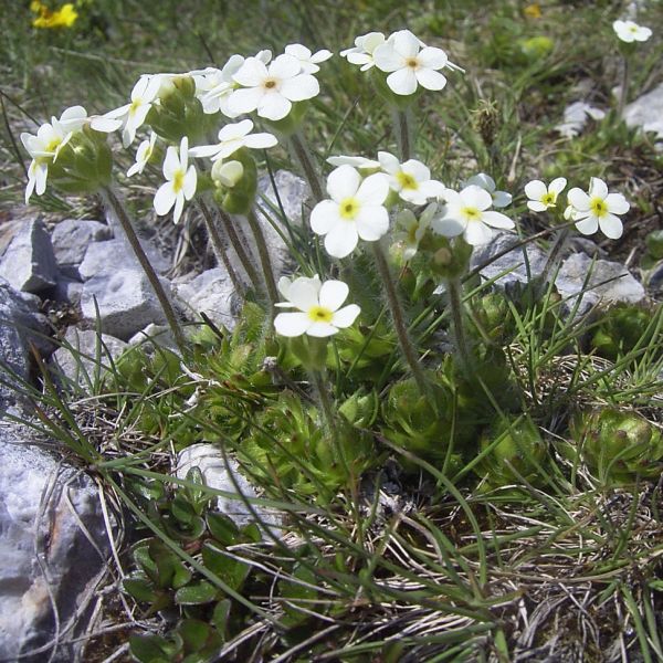 Rock Jasmine – Androsace chamaejasme
