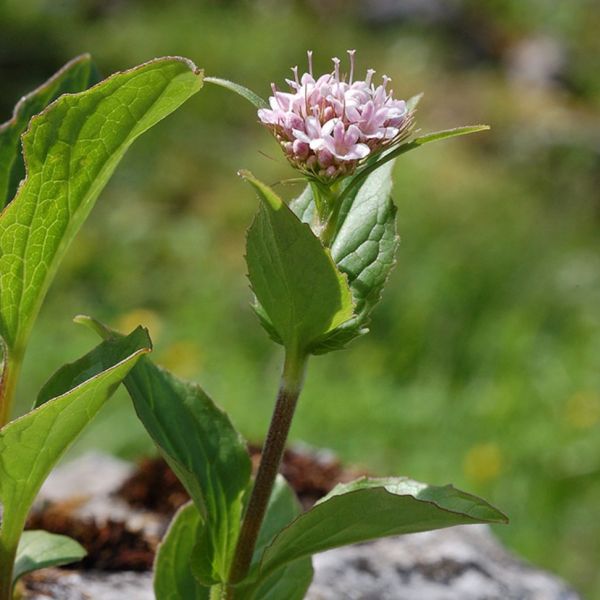 Mountain Valeriana – Valeriana montana