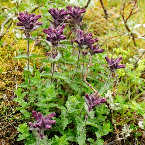 Velvetbells – Bartsia alpina
