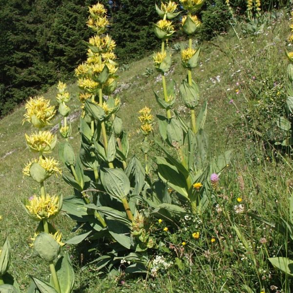 Great Yellow Gentian – Gentiana lutea