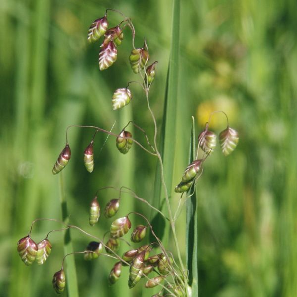 Rattle Grass – Briza maxima