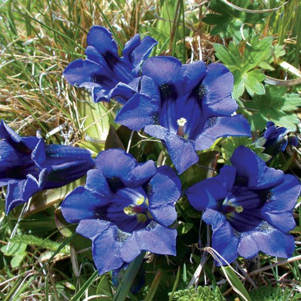 Flower of the Sweet-Lady – Gentiana clusii