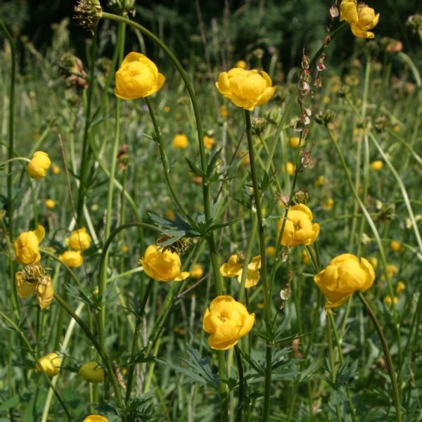 Globeflower – Trollius europaeus