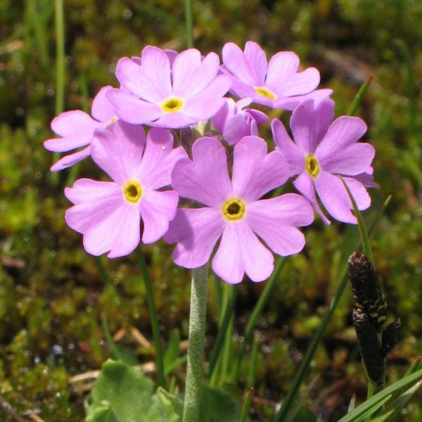 Bird's-Eye Primrose – Primula farinosa