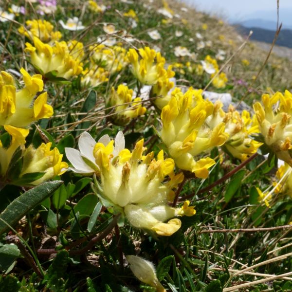 Kidney Vetch – Anthyllis vulneraria subsp. alpicola