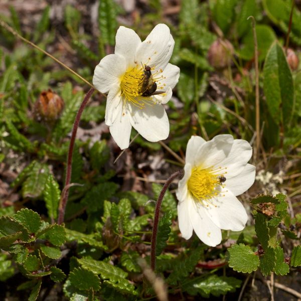 Mountain Avens – Dryas octopetala