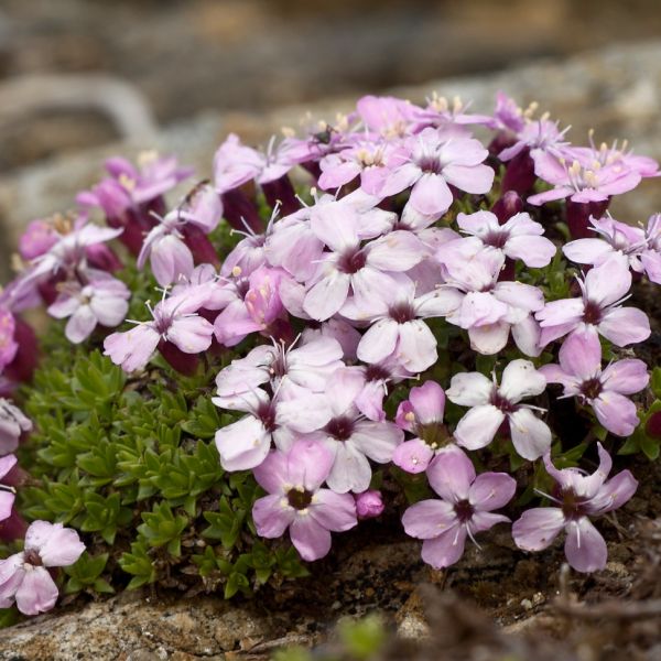 Cushion Pink – Silene acaulis