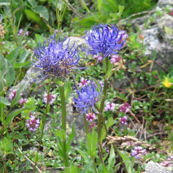 Rampion – Phyteuma